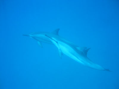 dolphin01.jpg