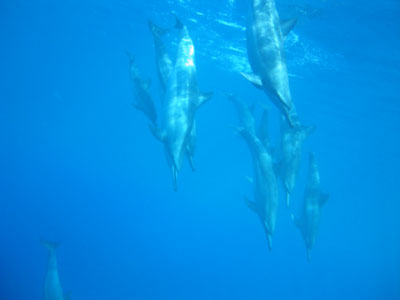 dolphin121602.jpg
