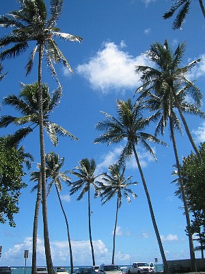 hawaii_palmtree.jpg