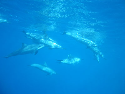 dolphin121601.jpg