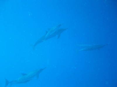dolphin_blue.jpg