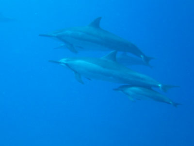 dolphin_family.jpg