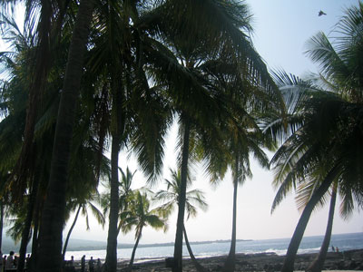palmtree01.jpg