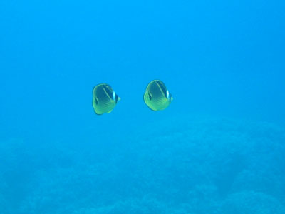 underwater08.jpg