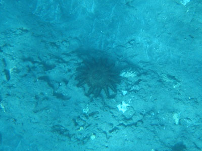 underwater09.jpg